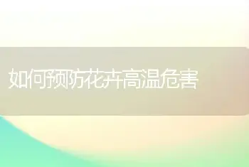 如何预防花卉高温危害