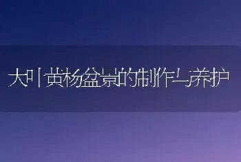 大叶黄杨盆景的制作与养护