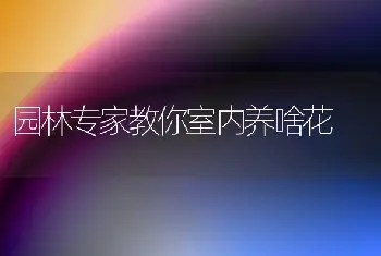 园林专家教你室内养啥花