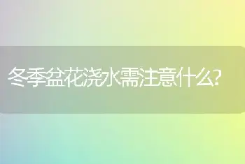 冬季盆花浇水需注意什么?