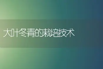 大叶冬青的栽培技术