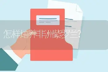 怎样培养非洲紫罗兰?