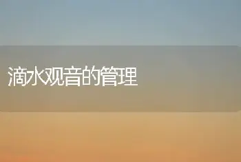 滴水观音的管理