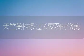 天竺葵枝条过长要及时修剪