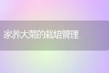 家养大菊的栽培管理