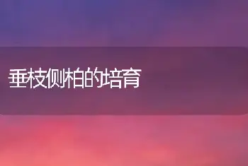 垂枝侧柏的培育