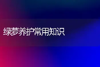 绿萝养护常用知识