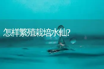 怎样繁殖栽培水仙?