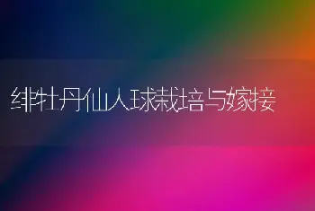 绯牡丹仙人球栽培与嫁接