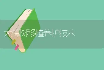 大樟树移植养护技术