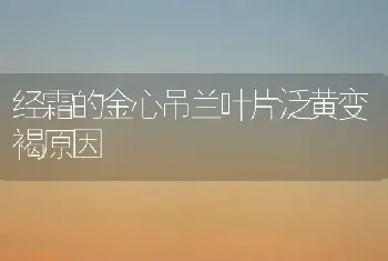 经霜的金心吊兰叶片泛黄变褐原因