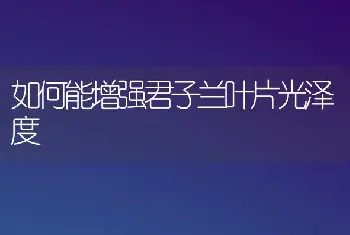 如何能增强君子兰叶片光泽度