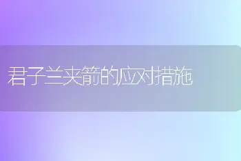 君子兰夹箭的应对措施