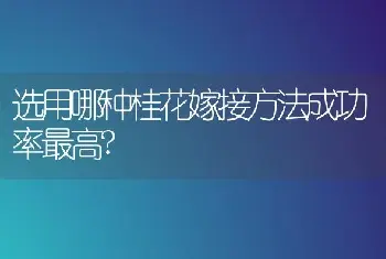 盆栽寿星桃的养殖方法 盆栽寿星桃的栽培养护技术