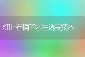 红叶石楠的水生诱变技术