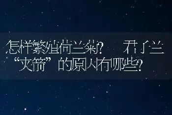 怎样繁殖荷兰菊? 君子兰“夹箭”的原因有哪些?