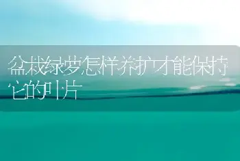 盆栽绿萝怎样养护才能保持它的叶片