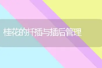 枣树种子生长发育特点？