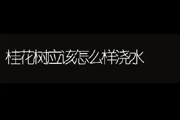 桂花树应该怎么样浇水