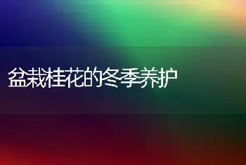 盆栽桂花的冬季养护