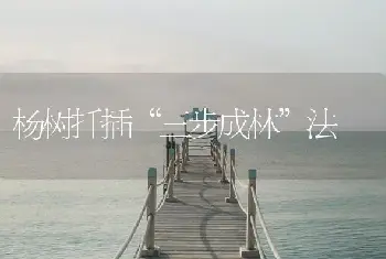 杨树扦插“三步成林”法