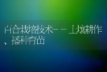 百合栽培技术--土壤耕作、播种育苗