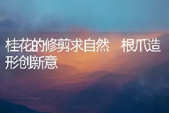 桂花的修剪求自然 根爪造形创新意