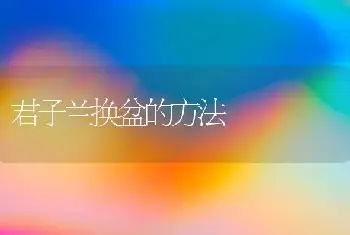 君子兰换盆的方法