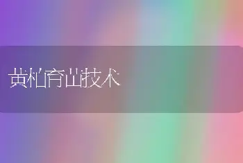 黄柏育苗技术