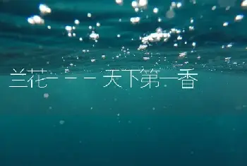 兰花---天下第一香