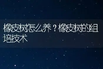 橡皮树怎么养？橡皮树的组培技术