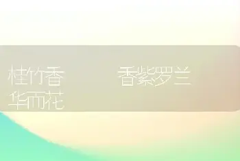 桂竹香   香紫罗兰  华而花