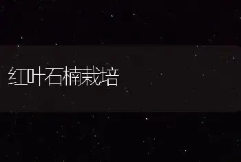 红叶石楠栽培