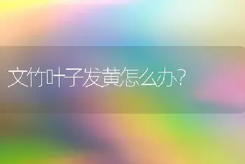 文竹叶子发黄怎么办？