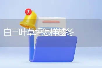 白三叶草坪怎样越冬