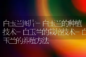 白玉兰图片-白玉兰的种植技术-白玉兰的栽培技术-白玉兰的养殖方法