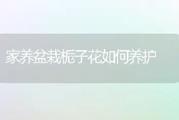 虎尾兰图片|虎皮兰的养殖方法|虎尾兰的种植技术|虎皮兰怎么养