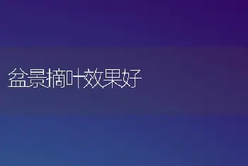 盆景摘叶效果好