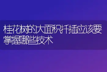 桂花树的大面积扦插应该要掌握哪些技术