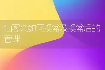 仙客来如何换盆及换盆后的管理