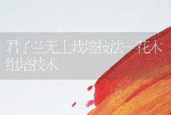 君子兰无土栽培技法-花木组培技术