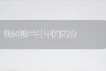 柳树柳兰叶甲的防治