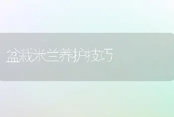 盆栽米兰养护技巧