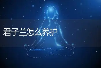 君子兰怎么养护