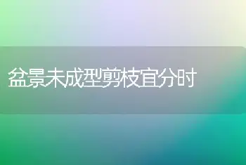 盆景未成型剪枝宜分时