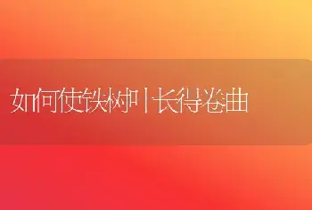 如何使铁树叶长得卷曲