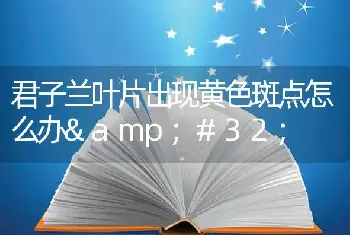 君子兰叶片出现黄色斑点怎么办&#32;