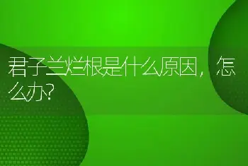 君子兰烂根是什么原因，怎么办?