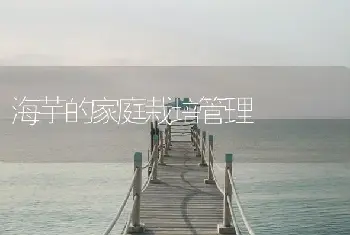 海芋的家庭栽培管理