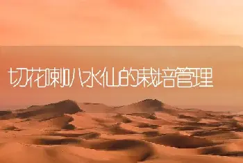 切花喇叭水仙的栽培管理